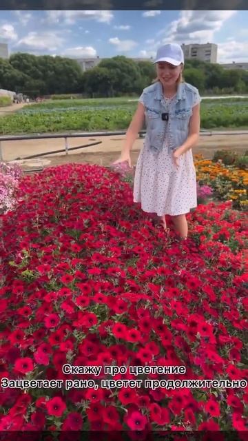 Петуния Тайдал ред велюр смотреть онлайн