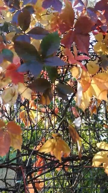 Осенние листья.Краски осени.Таллинн #autumn #estonia #shorts