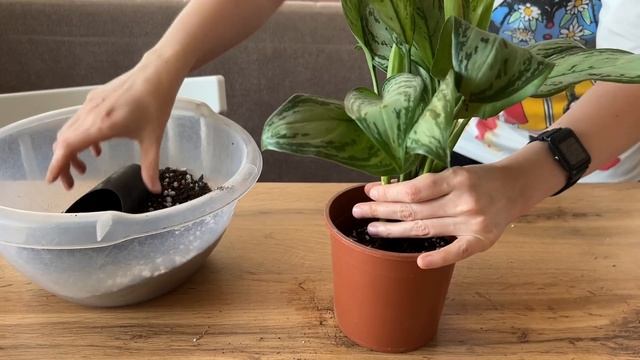 Выращиваю Огромные Пышные Кусты Из Маленьких Черенко?