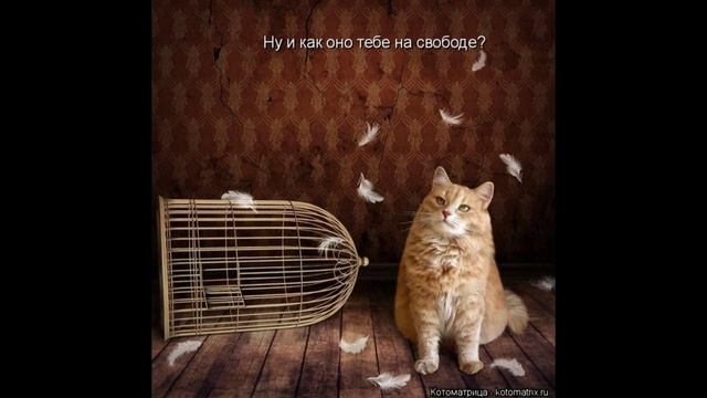 Смешные котоматрицы!