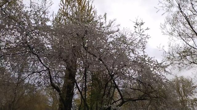 Цветение яблони, 6 мая 2025.
