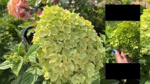 Гортензия МОХИТО (Hydrangea paniculata Mojito)НОВИНКА 2019г.