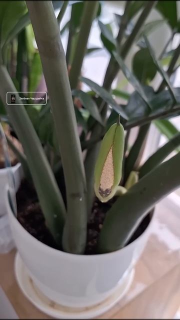 ЗАЦВЁЛ замиокулькас! 13.03.2025г. Zamioculcadoideae