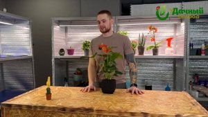 Спасаем Антуриум: всё об уходе и ошибках в одном ролик?