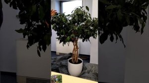 Обрезка фикуса поздней осенью спасает от массового ли