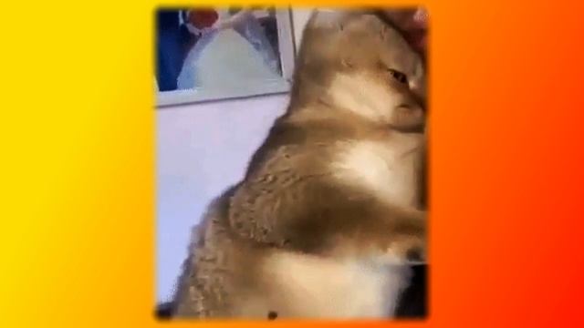 Забавные котята Позитив Создай себе хорошее настроение