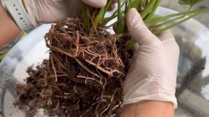 Мужское Счастье, Антуриум, Советы и Секреты Пересадки