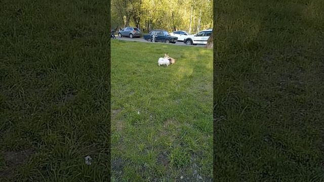 06-05-2025Платоша играет возле дома с девочкой Белой