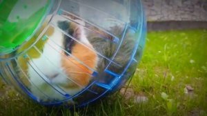 СТАЛИ СКИБИДИ ТУАЛЕТАМИ НА 24 ЧАСА!!! Морская Свинка Бузя и Кузя Вера Челлендж 24 Часа куда пропала