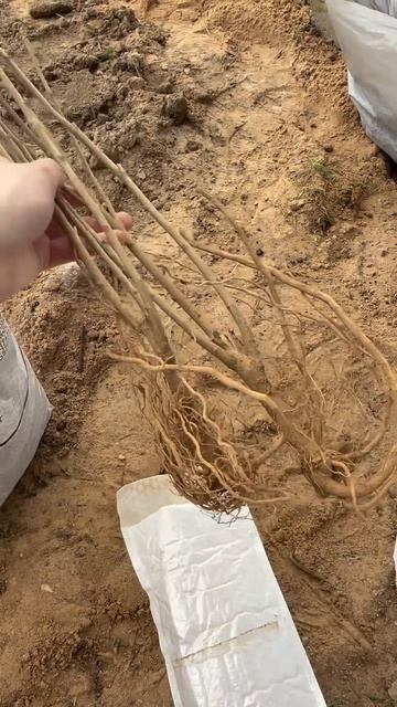 Саженцы из Китая с Таобао. Обзор саженцев. Пионы #дачны смотреть онлайн