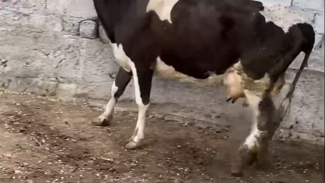 Нархи гусфандо баррачахо ва бузо ГОВИ ширте оча бача майда калон 7 апреля 2023 г. смотреть онлайн