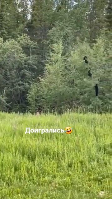 Ну а чем ещё заняться косолапым? #медведи #медведь #приколы #природа смотреть онлайн