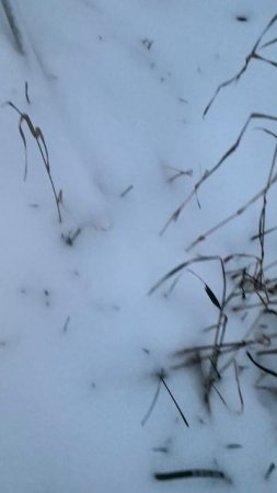 Просто снег