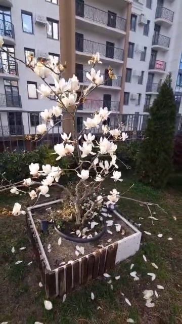 Сочи, цветет магнолия суланджа смотреть онлайн