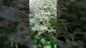 10.09.2024    Выбрались на рыбалку, ручей