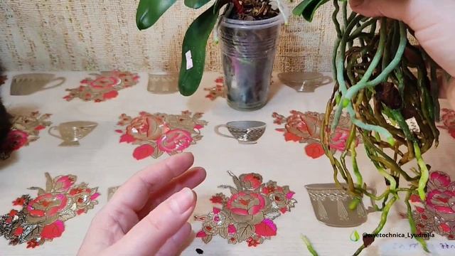 Пересадка азиатских орхидей#orchid #фаленопсис #цветущие смотреть онлайн