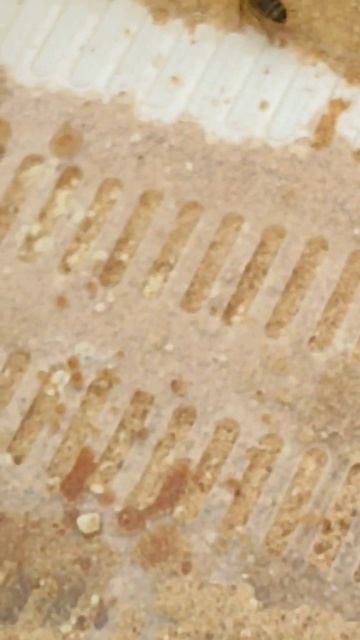 белковая подкормка пчелам после первого облёта, стиму смотреть онлайн