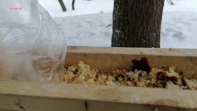 Зимние зарисовки. Видео 2023 года.mp4
