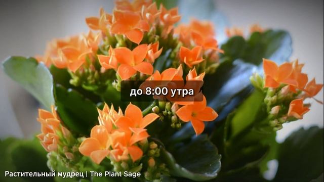 КАЛАНХОЭ НЕ ЦВЕТЕТ СУШИТ ЛИСТЬЯ И ВЫТЯГИВАЕТСЯ? ОШИБК? смотреть онлайн