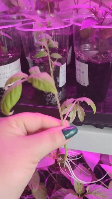 Сломался помидор??? Не беда!!! #огород #сад #цветы #дача #ga смотреть онлайн