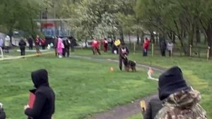 1 Отл. КЧК ХАРДИ ГРЕЙ +++ №60 / КЧК САМАРА 27 апреля`25 И.Герлеман Моно немецких овчарок