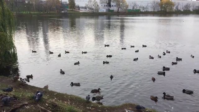 Обитатели Новодевичьего пруда. Москва.