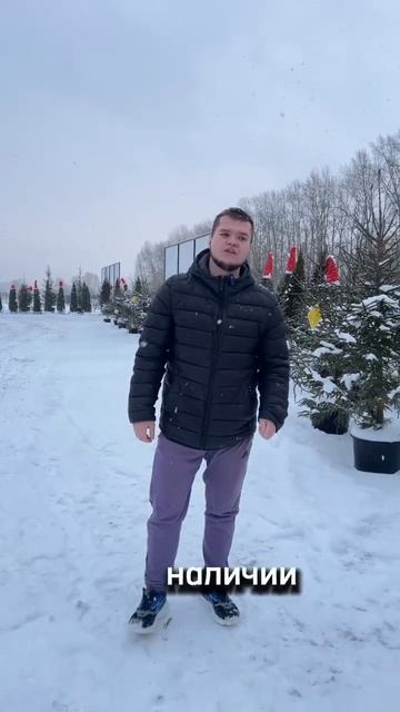Новогодние ели в продаже #питомникрастений #новыйгод #
