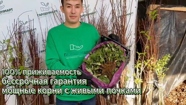 Саженцы, которые точно приживутся
