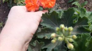 Цветение зонартиковой пеларгонии в открытом грунте.