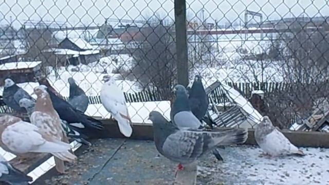 Копия видео Голуби Свердловские высоколетные рябые 2014год Кушва смотреть онлайн