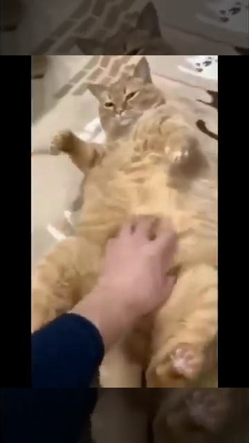 😹Cats Doing Cat Things😹 (5)