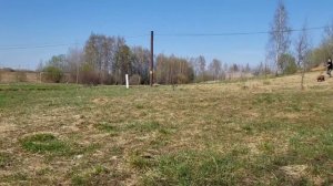 Пресли #шереметьевский #приют