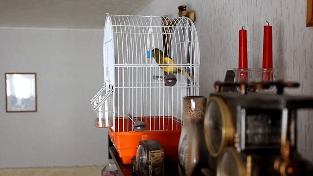 Глюк. Кенар смотреть онлайн