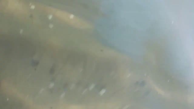 Медуза и обезьянка смотреть онлайн