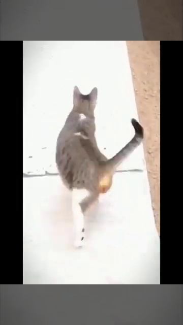 😹Cats Doing Cat Things😹 (4)