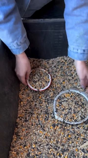 #garden #жизньзагородом #рецепты #огород #shorts #petrovchanka_lera #pet смотреть онлайн