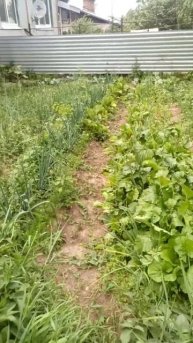 огород🥒🍓🥦🥬🍆#огород#деревня#село#Селиваново