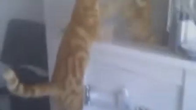 Прикольные Кошки и Коты