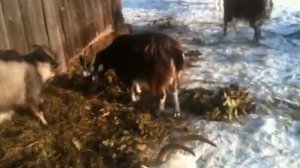 козы чешутся