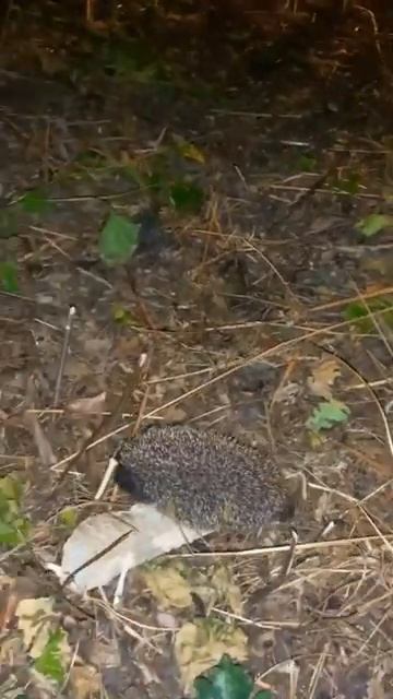 Ночная прогулка ëжика 🦔😂😂😂😂😂