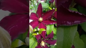 Розы Айсфогель Пич Аваланж, Чипэндейл, Цикламен Пьер д