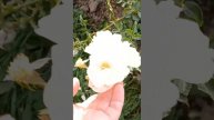 Розовый рай. Weingarten in Freiburg im Breisgau. Прогулка с нашими люб?