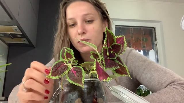 Колеус. Выращивание Колеуса