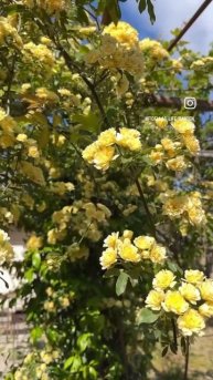 Rose Yellow Lady Banks / Роза желтая леди банкс #розы #roses #flowers #gard
