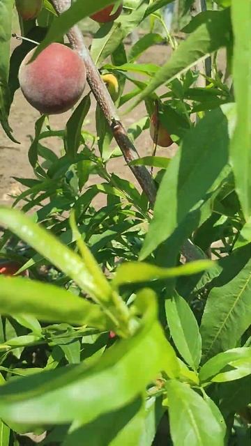 Персик Июньский ранний смотреть онлайн