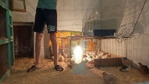 Напольное содержание перепелов самое удобное! Опять п