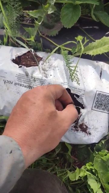 Подготовка матов "Здоровый рост" из коры и луба березы смотреть онлайн