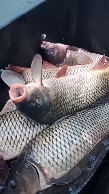 Зарыбление Пруда Крупными Карпами! Carp fishing. #пруд #fishing #