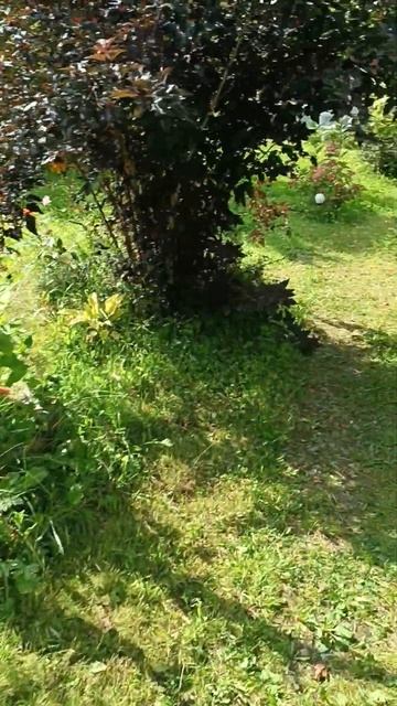 цветы #нашсад #владимирскаяобласть #селивановскийрай? смотреть онлайн