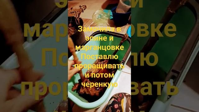 Готовлю корни георгин для проращивания и черенковани? смотреть онлайн